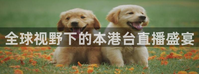 9255tv直播nba在线观看：全球视野下的本港台直播盛宴