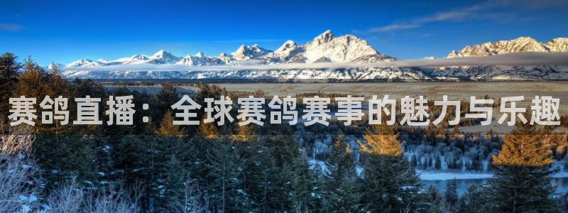 9255tv直播无插件nba：赛鸽直播：全球赛鸽赛事的魅力与乐趣